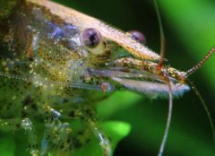 黑殼蝦吃什么，以藻類和動植物尸體為食