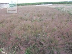 黑藻是什么植物,是被子植物屬于單子葉植物綱