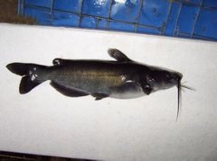 黔魚(yú)是什么魚(yú),學(xué)名鉗魚(yú)又叫做斑點(diǎn)叉尾鮰