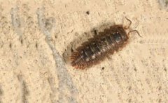 鼠婦怎么徹底消滅,可以采用化學防治法