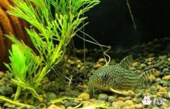 鼠魚吃什么,它們最喜歡吃的食物是赤蟲(chóng)和絲蚯蚓