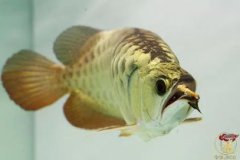 龍魚吃什么,小魚小蝦可以作為主要的食物