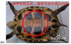 龜怎么辨別是公還是母,排泄孔位置及形狀可分出雌雄