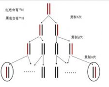 pcr擴增的原理和步驟，依賴于與DNA的半保留復制