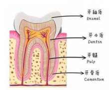 人體最堅硬的部分是，牙冠表層半透明乳白色的鈣化組織