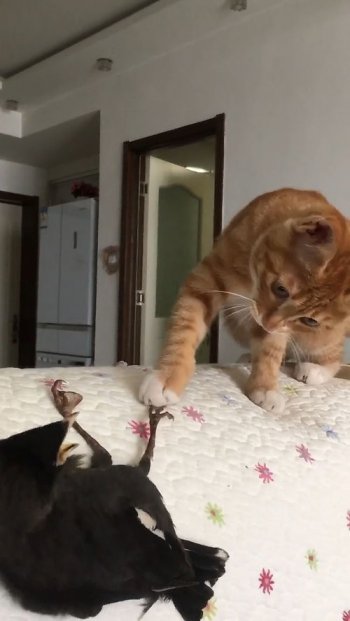 烏鴉的叫聲,可以用“呀-呀-”來形容，魯迅先生這樣形容過