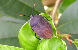 九香蟲有毒嗎，九香蟲是一種農村很常見的無毒害蟲
