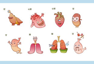 人體最脆弱的部分是哪，腎、肝、肺、心是最脆弱的