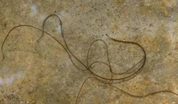 什么是鐵線蟲，鐵線蟲喜歡生活在水里