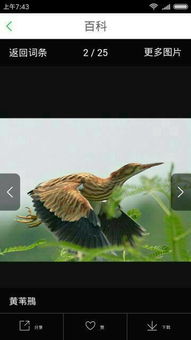 什么鳥不筑巢不育雛的，四聲杜鵑的繁殖期為5-7月