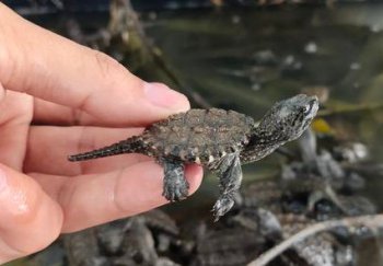 什么龜好養又好看，巴西龜、中華草龜、黃緣龜