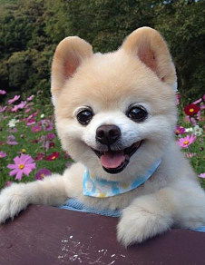 俊介犬能活多久，犬在人類社會中扮演多重角色