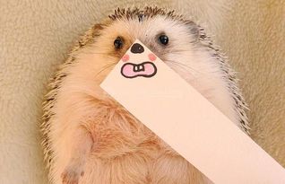 保家仙都有什么仙，狐仙(狐貍)、黃仙(黃鼠狼)、白仙(刺猬)