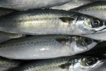 冷凍的青占魚有毒嗎，有毒能夠出現皮膚過敏的狀況