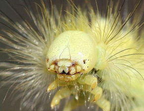 十幾萬一只的獨角仙,獨角仙蟲蛹像外星生物