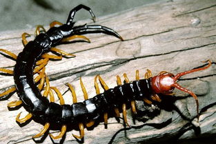 千足蟲和蜈蚣的區別,蜈蚣是扁長千足蟲是圓長