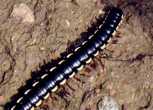 千足蟲能吃嗎，不能吃的，馬陸就是我們常見的千足蟲