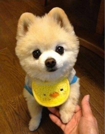 博美俊介犬多少錢一只，一般金黃色也就500－600元