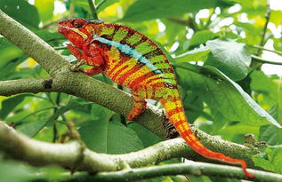 變色龍吃什么,主糧可選擇蟋蟀、蟑螂和草蜢等