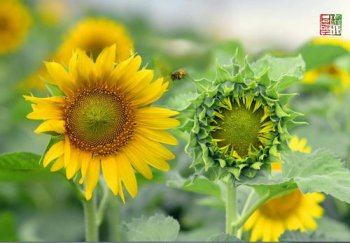向日葵的特點，最主要的特點還是非常耐旱