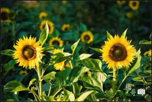 向日葵的花語和寓意,它代表默默無聞的愛、無法說出口的愛