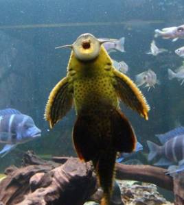 垃圾魚是什么魚，一般都是吸食藻類底棲動物和水中的垃圾