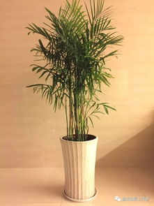 夏威夷竹子的寓意，也被稱為夏威夷椰子