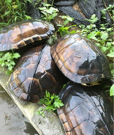 哪種烏龜好養(yǎng)，草龜、石金錢龜、巴西龜