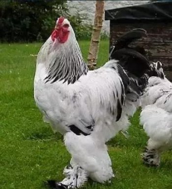 哪里可以買到婆羅門雞，很多地方都禁止買賣