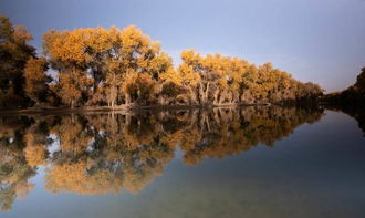 哪里的胡楊林最美,新疆荒漠和沙地上的最美