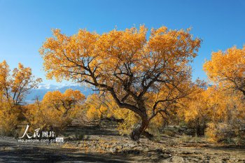 哪里的胡楊林最美，艾比湖地處新疆博州境內