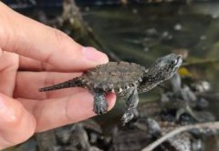 什么龜好養又好看,巴西龜、中華草龜、黃緣龜