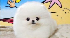 俊介犬的優缺點,該犬外形可愛而且性格十分溫順