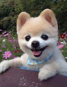 俊介犬能活多久,犬在人類社會中扮演多重角色