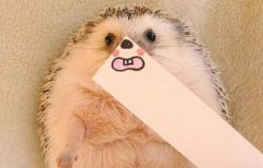 保家仙都有什么仙，狐仙(狐貍)、黃仙(黃鼠狼)、白仙(刺猬)