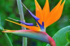 假的鶴望蘭是什么品種,是旅人蕉區(qū)別表現(xiàn)在花朵上