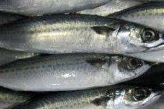 冷凍的青占魚有毒嗎，有毒能夠出現(xiàn)皮膚過敏的狀況