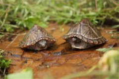 剃刀龜和什么魚混養(yǎng)，不要和小型魚混養(yǎng)