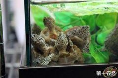 剃刀龜怎么養(yǎng)，養(yǎng)殖環(huán)境溫度在25到28度