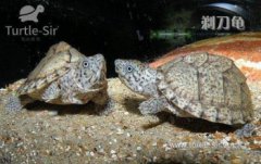 剃刀龜需要冬眠嗎，到15度以下才會(huì)正式進(jìn)入冬眠