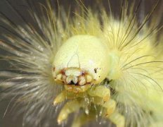 十幾萬一只的獨角仙，獨角仙蟲蛹像外星生物