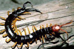 千足蟲和蜈蚣的區別,蜈蚣是扁長千足蟲是圓長