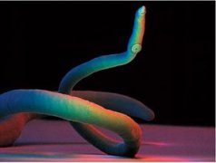 會寄生人體的蟲子，鉤蟲、疥蟲、蛔蟲、血吸蟲