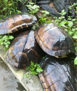 哪種烏龜好養,草龜、石金錢龜、巴西龜