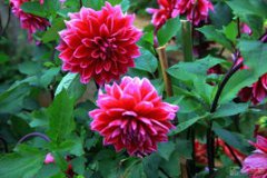 大麗花的塊莖種植方法,將塊莖埋入濕潤且經過消毒的細沙中