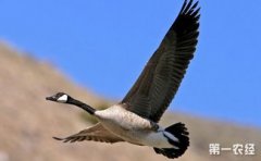 大雁的叫聲，可以用嘎[gā]嘎[gā]來形容