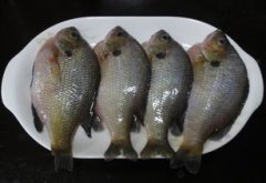 太陽魚多少錢一斤，金邊太陽魚16元斤