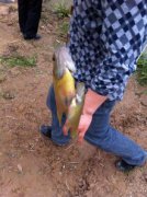 太陽魚怎么釣，太陽魚在垂釣的時候使用2.7米或3.6米手竿