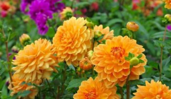 大麗花怎么養，選擇土壤一定要選擇疏松透氣的砂質土壤