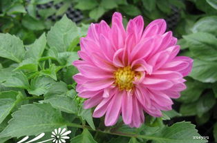 大麗花的養殖方法,選擇土地耕作層深、疏松肥沃、地勢平坦